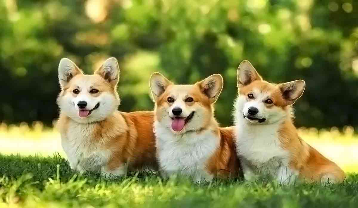 平台在线ddos压力测试